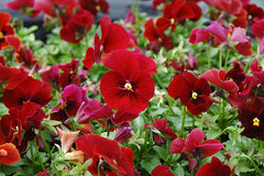 Pansy - Red