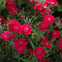Dianthus - Ideal Red