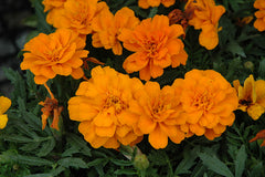 Marigold - Durango Tangerine