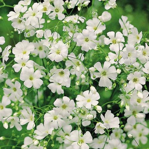 Gypsophila White