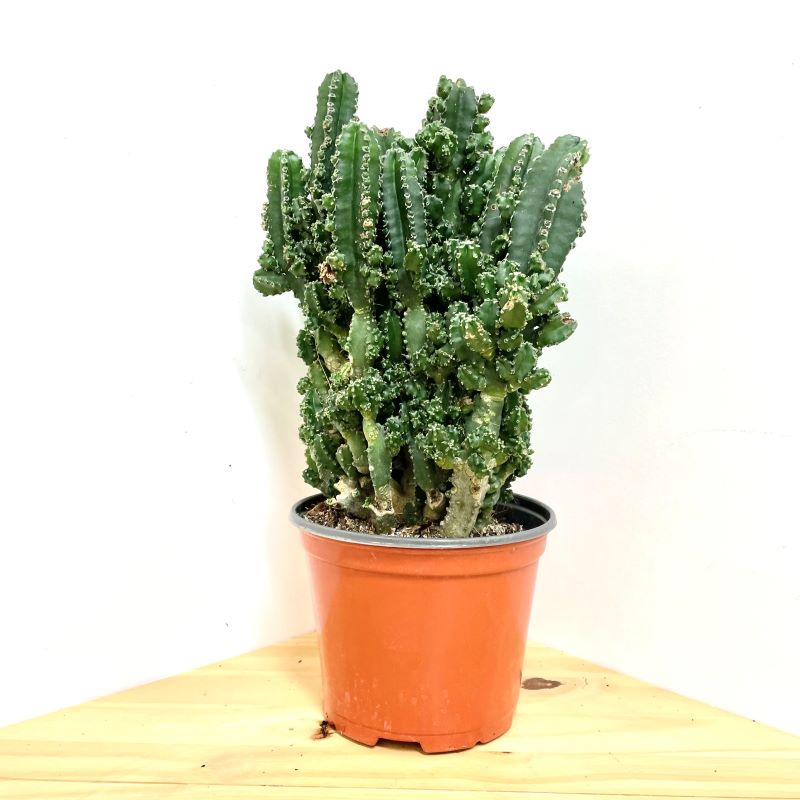 CACTUS FAIRY CASTLE