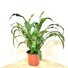 SPATHIPHYLLUM