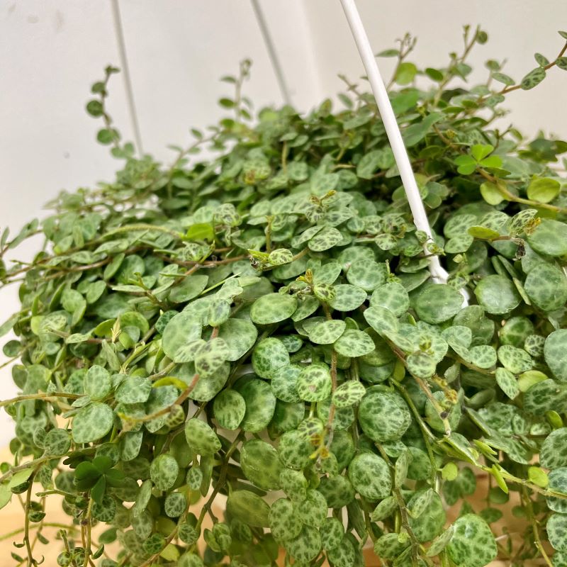 STRING OF TURTLES