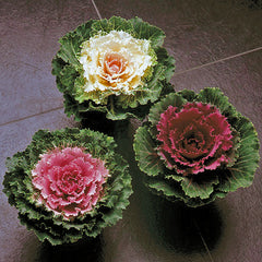 Cabbage Decorative - Red