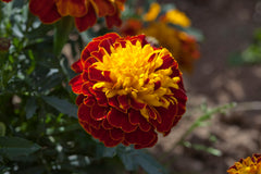 Marigold - Cresta Spry