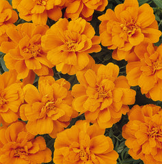 Marigold - Durango Tangerine