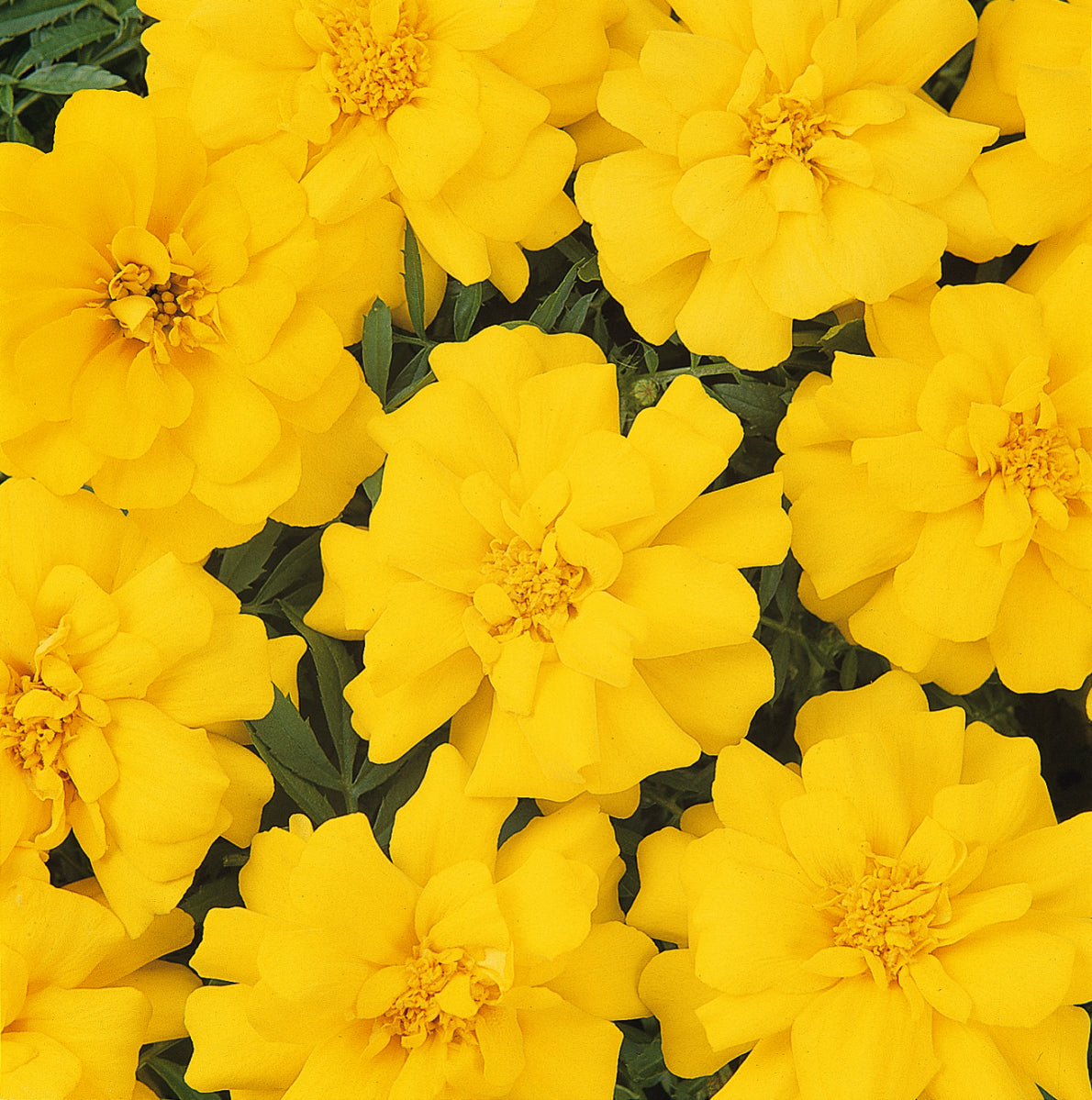 Marigold - Durango Yellow
