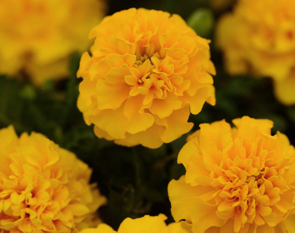 Marigold - Double Yellow