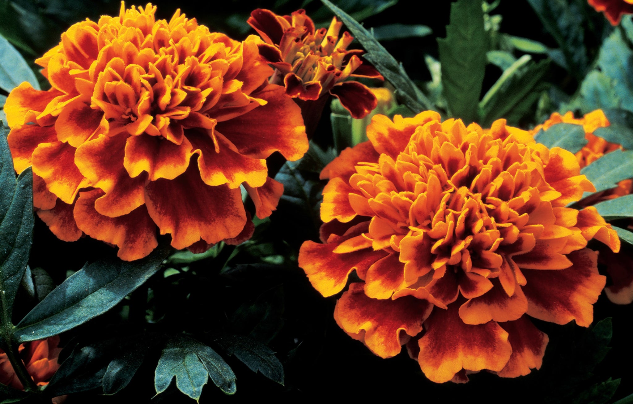 Marigold - Double Orange