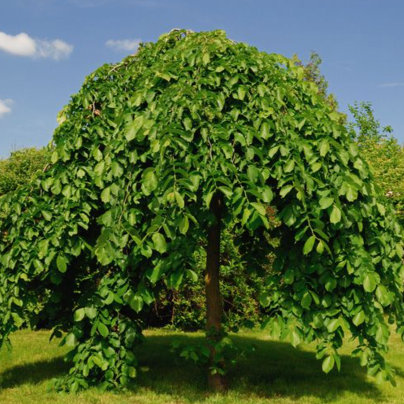 MULBERRY WEEPING FRUITLESS