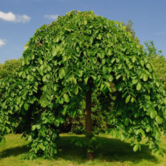 MULBERRY WEEPING FRUITING