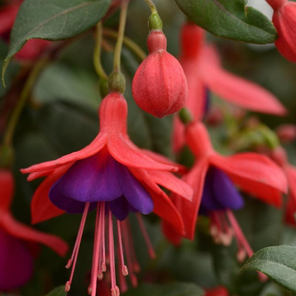 Fuchsia - Red and Violet