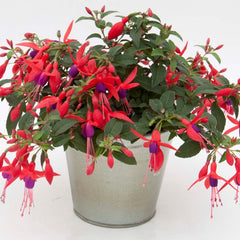 Fuchsia - Red and Violet