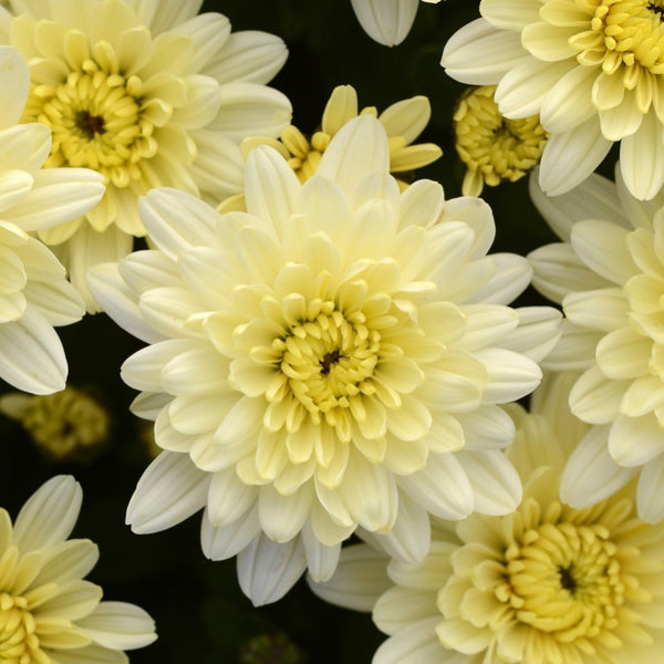 Chrysanthemum - White