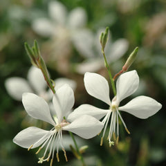 Gaura - White