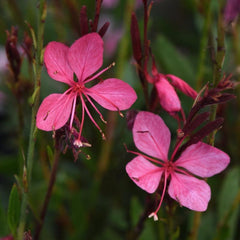 Gaura - Pink