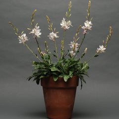 Gaura - White