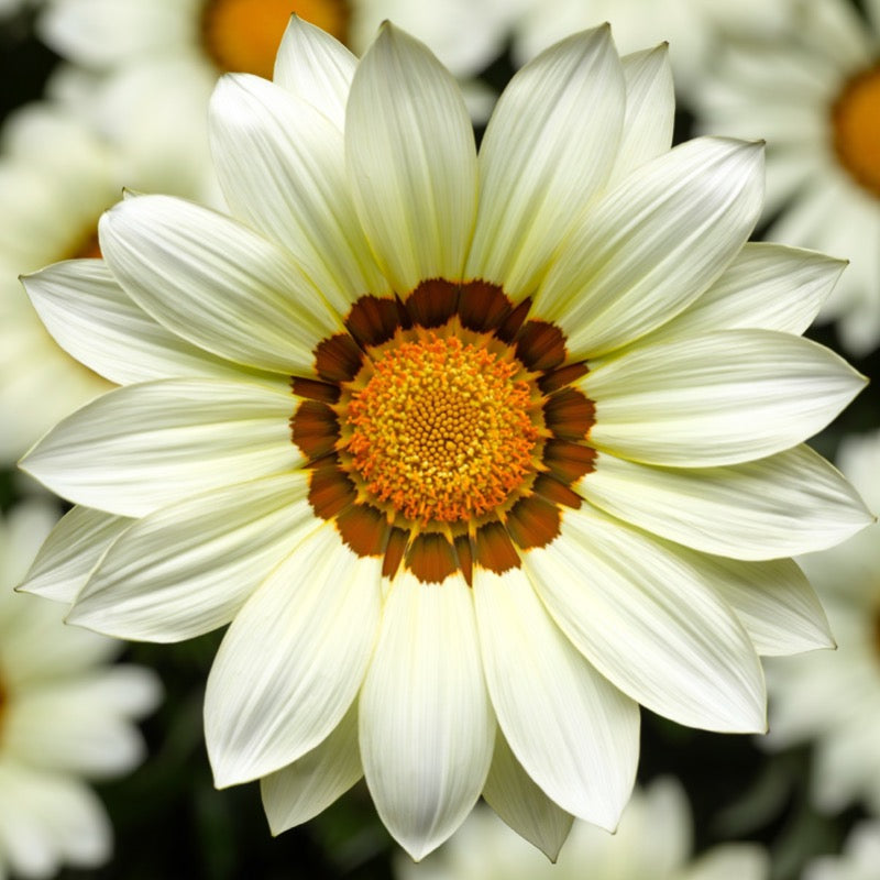 Gazania - White