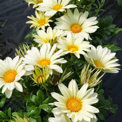 Gazania - White