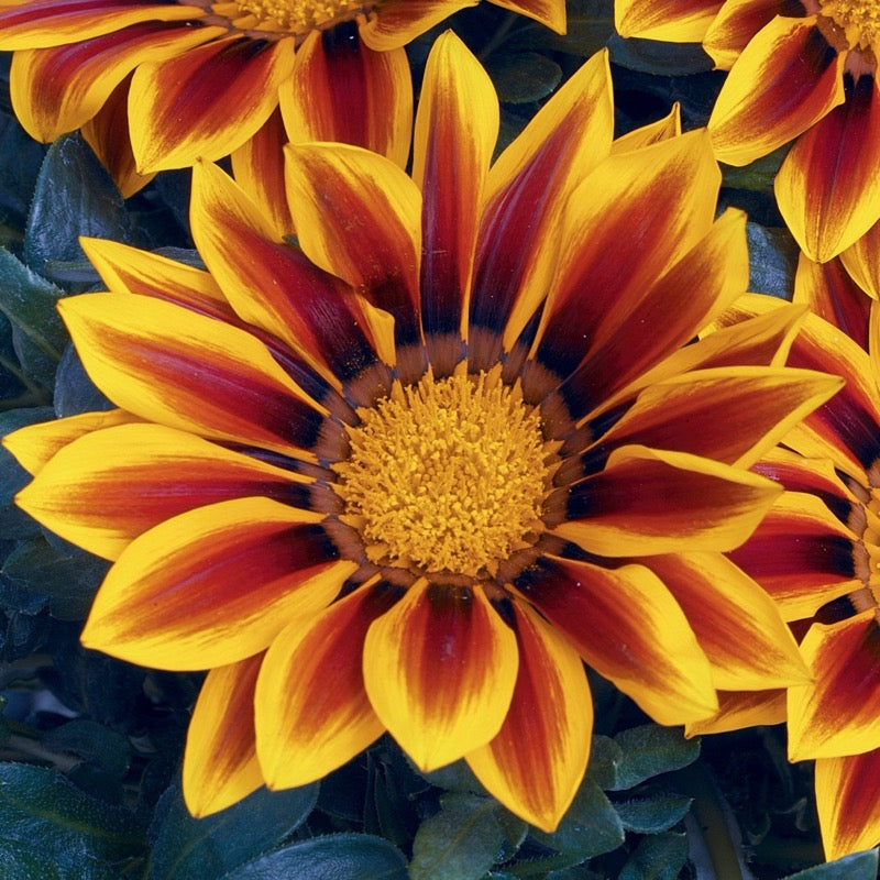 Gazania - Golden Flame