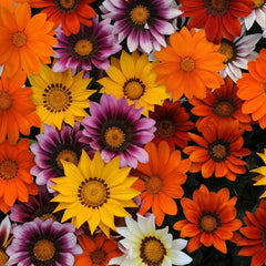 Gazania - Mixed