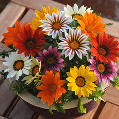 Gazania - Mixed