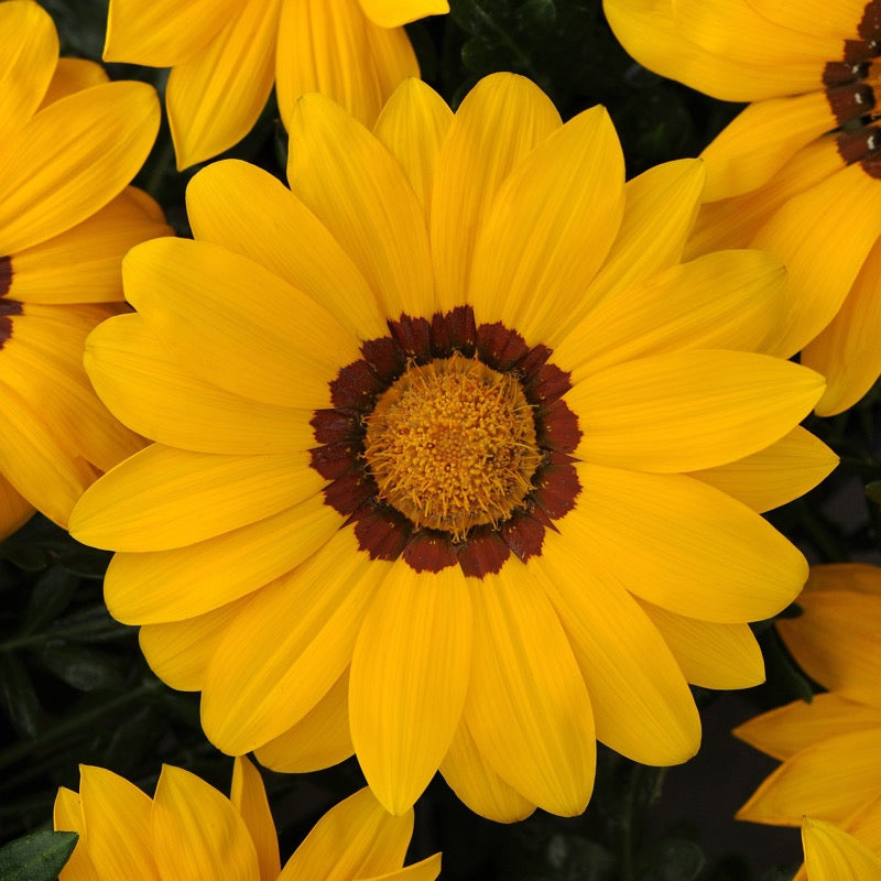 Gazania - Yellow