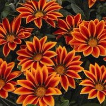 Gazania - Golden Flame