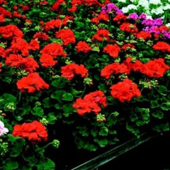 Geranium - Zonal Orange
