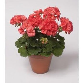 Geranium - Zonal Pink Charm