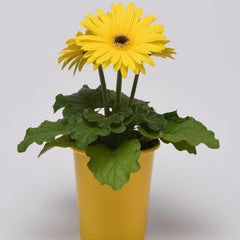 Gerbera - Yellow