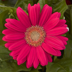 Gerbera - Pink