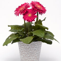 Gerbera - Pink