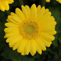 Gerbera - Yellow