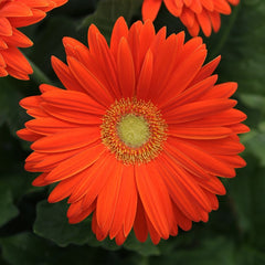 Gerbera - Orange