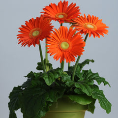 Gerbera - Orange