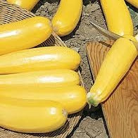 Zucchini - Yellow