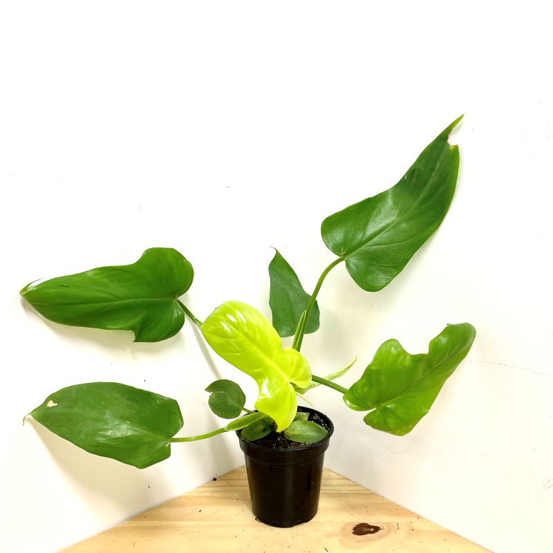 PHILODENDRON GOLDEN VIOLIN