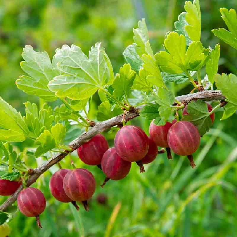 GOOSEBERRY JEWEL