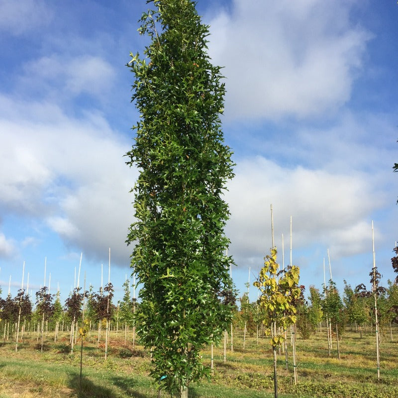 OAK GREEN PILLAR