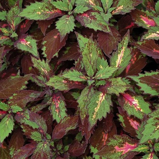 Coleus Special Effects