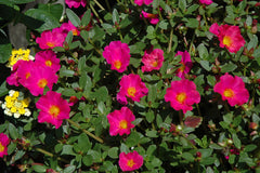 Portulaca - Fuchsia