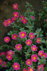 Portulaca - Pink