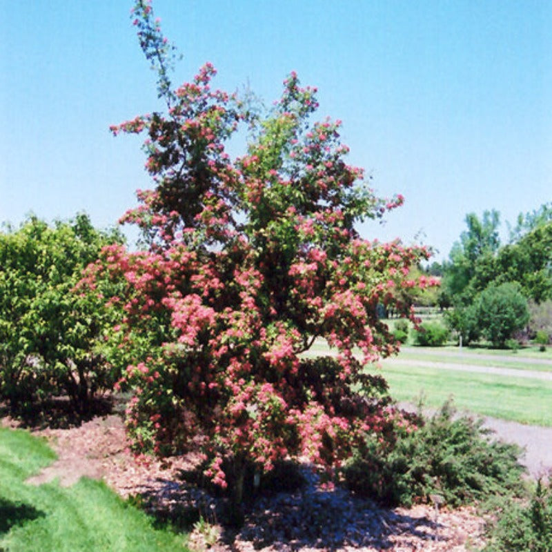 HAWTHORN CRIMSON CLOUD