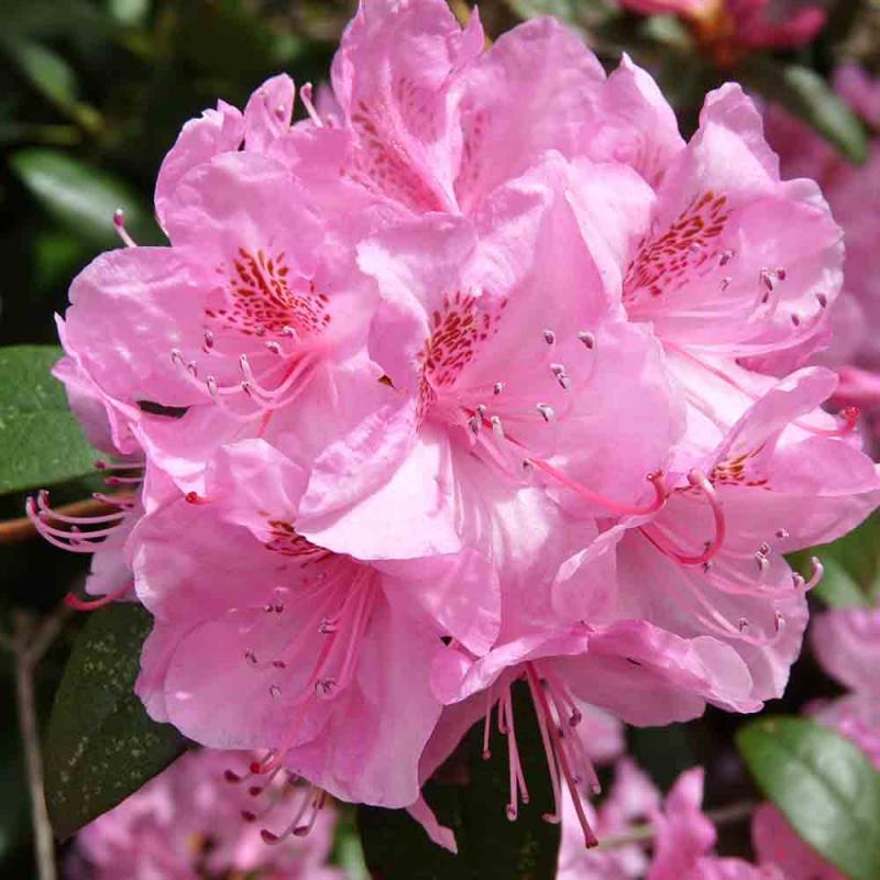 RHODODENDRON HELSINKI UNIVERSI