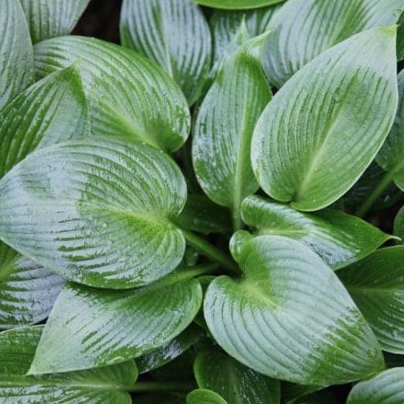 HOSTA DEVON GREEN
