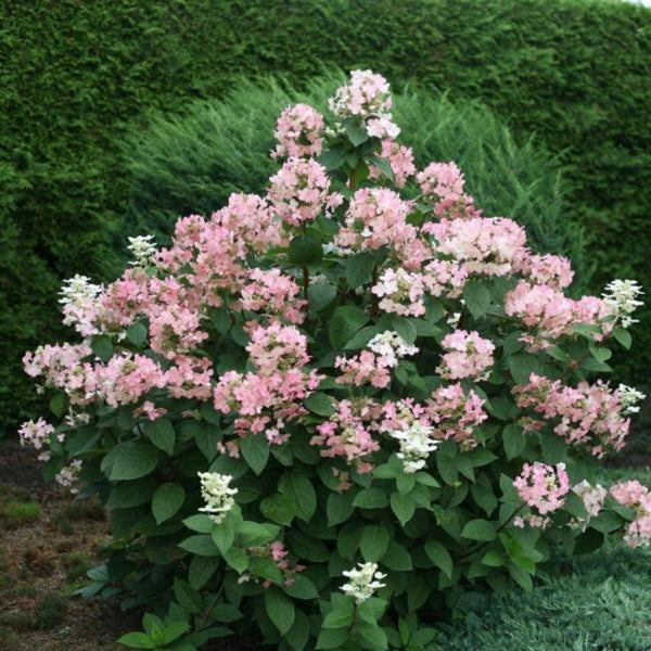 HYDRANGEA QUICK FIRE