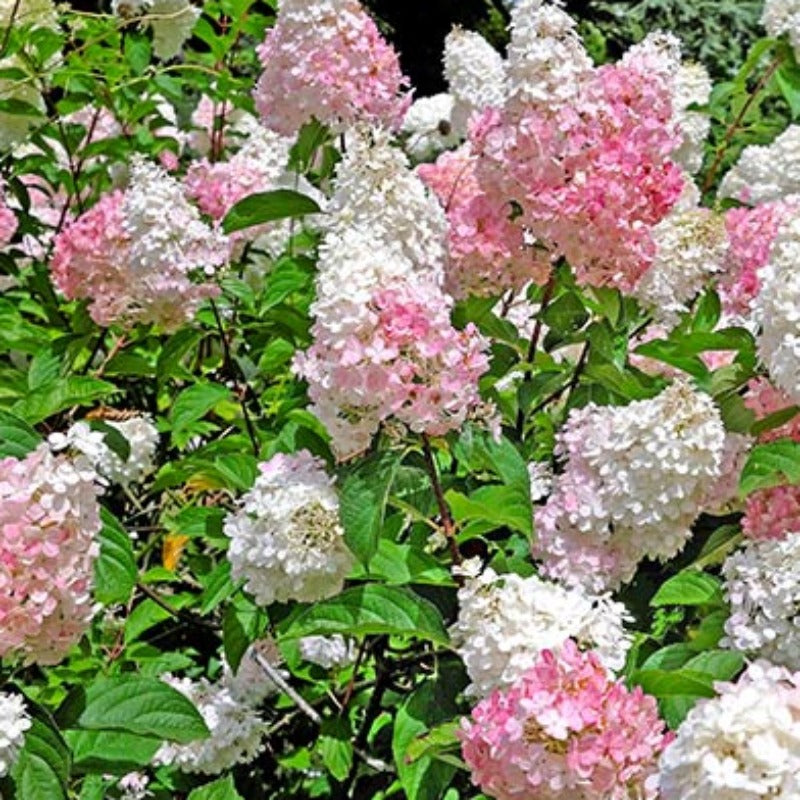 HYDRANGEA PEE GEE