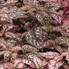 Hypoestes - Pink