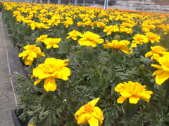 Marigold - Durango Yellow